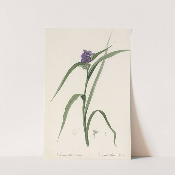 Commelina Erecta (1802-1816) by Pierre Joseph Redouté