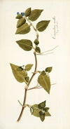 Commelina mollis