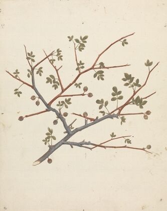 Commiphora gileadensis (L.) C. Chr. (Balm of Gilead, Opobalsam)