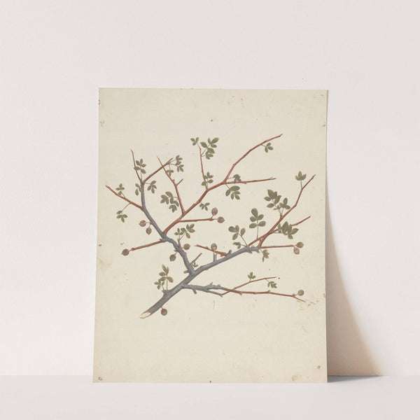 Commiphora gileadensis (L.) C. Chr. (Balm of Gilead, Opobalsam) by Luigi Balugani