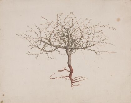 Commiphora gileadensis (L.) C. Chr. (Balm of Gilead, Opobalsam).
