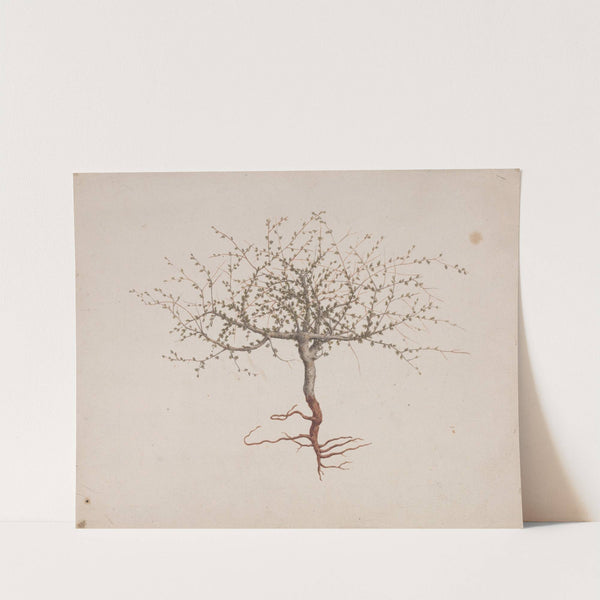 Commiphora gileadensis (L.) C. Chr. (Balm of Gilead, Opobalsam). by Luigi Balugani