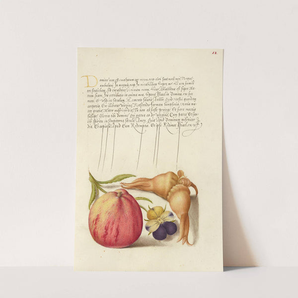 Common Apple, European Wild Pansy, and Giant Filbert (1561–1596) by Joris Hoefnagel