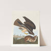 Common buzzard by John James Audubon