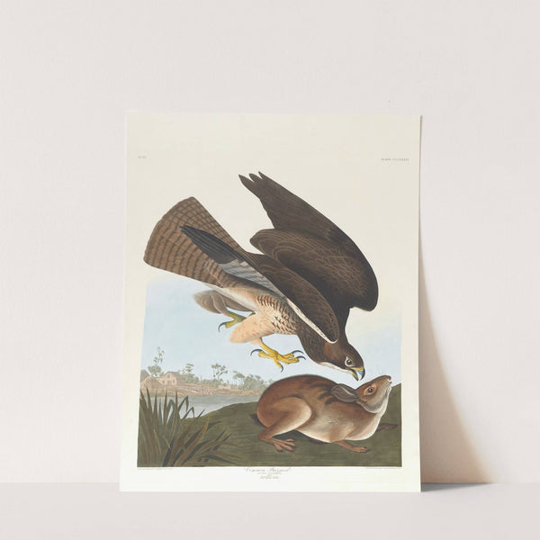 Common buzzard by John James Audubon