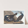 Common cormorant by John James Audubon