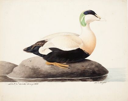 Common Eider, Male