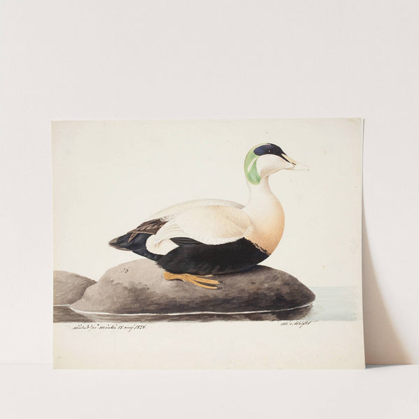 Common Eider, Male by Magnus Von Wright