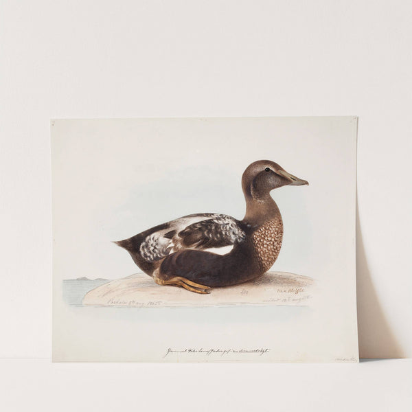 Common Eider, Old Male In Summer by Magnus Von Wright