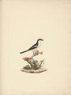 Common Fiscal