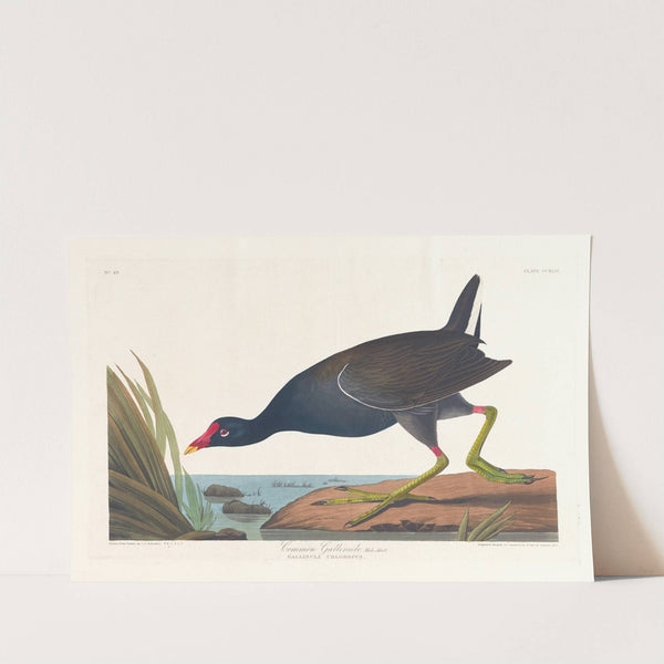 Common gallinule, male, adult by John James Audubon