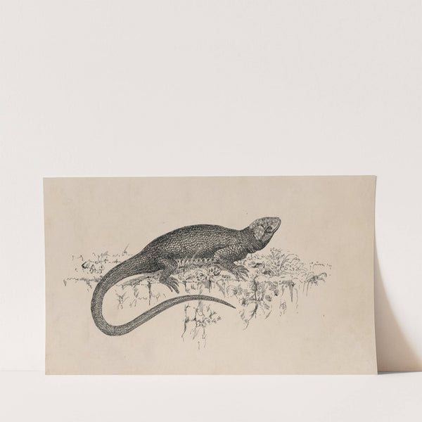 Common Garden-lizard (1882-1886) by Milton J. Burns