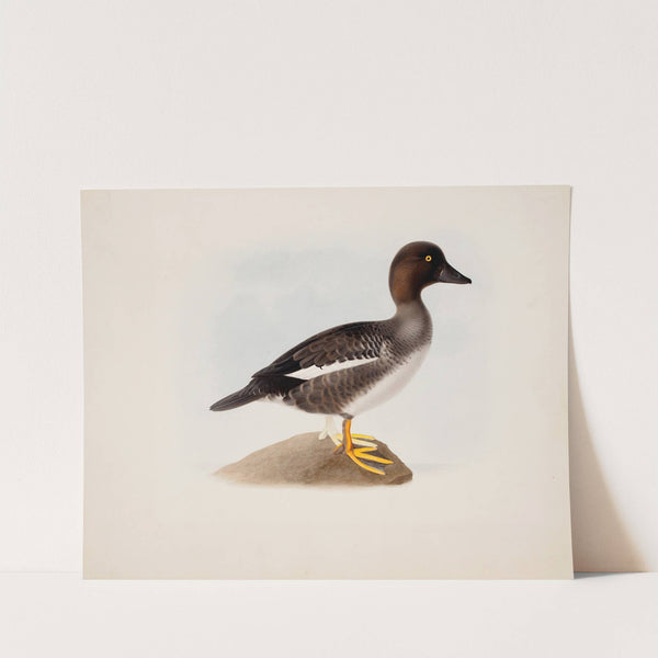 Common Goldeneye by Magnus Von Wright