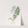 Common Greek Valerian – Hairy variety (1815-1819) by Sydenham Edwards