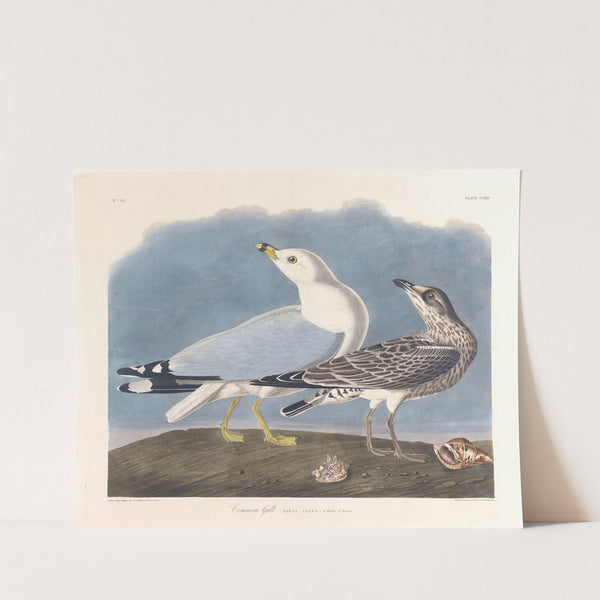 Common gull by John James Audubon