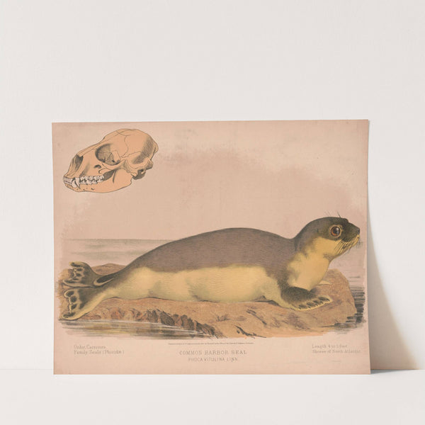 Common harbor seal – Phoca vitulina linn (1874) by Louis Prang & Co.
