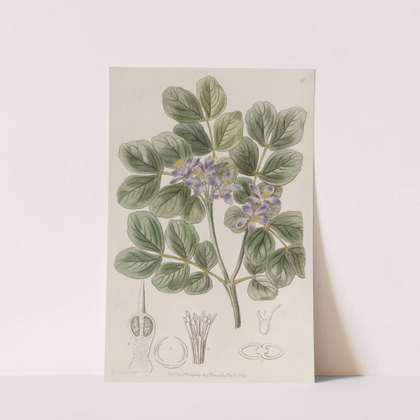 Common Lignum Vitae by Sydenham Edwards