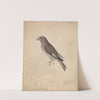 Common Linnet by James Sowerby