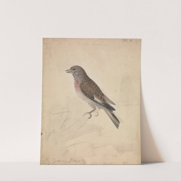 Common Linnet by James Sowerby