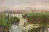 Common moorhen (1894)