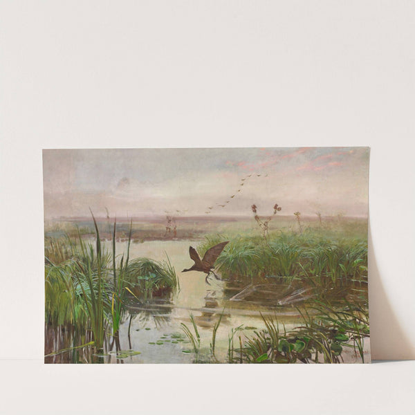 Common moorhen (1894) by Jozef Chelmonski