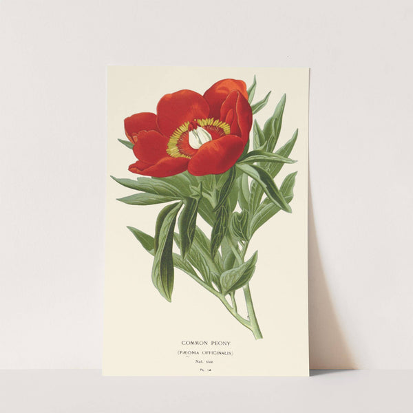 Common Peony (1896-1897) by Edward Step