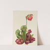 Common Pitcherplant (Sarracenia purpurea venosa) (1931) by Mary Vaux Walcott