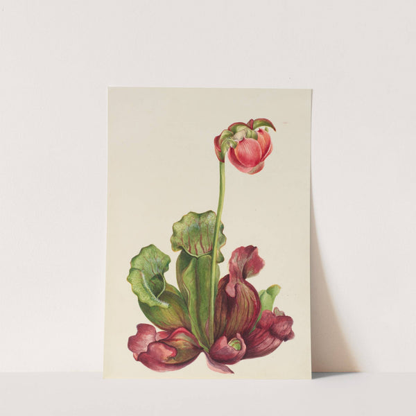 Common Pitcherplant (Sarracenia purpurea venosa) (1931) by Mary Vaux Walcott