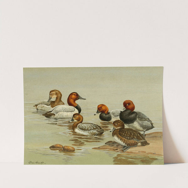 Common Pochard (1922-1926) by Allan Brooks