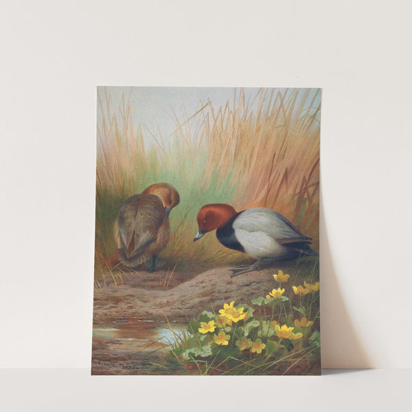 Common Pochard (1913) by Archibald Thorburn