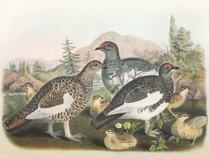 Common Ptarmigan