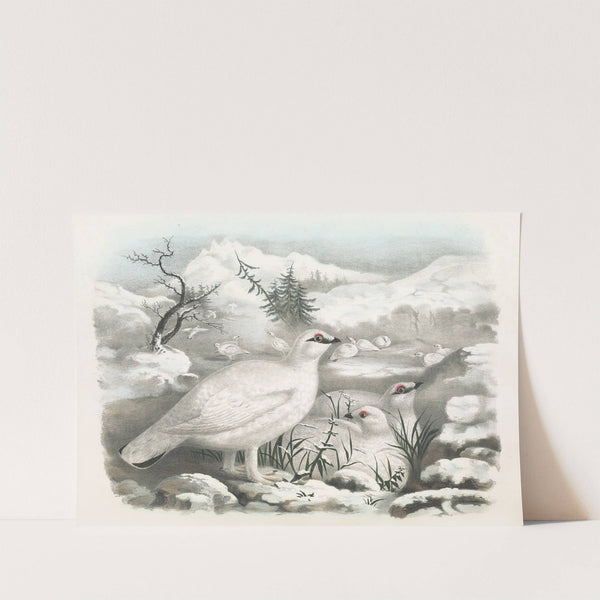 Common Ptarmigan - Winter by Daniel Giraud Elliot