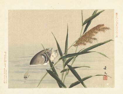 Common reed and little grebe (1892)