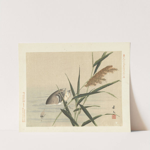 Common reed and little grebe (1892) by Matsumura Keibun