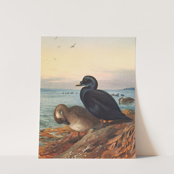 Common Scoter (1913) by Archibald Thorburn
