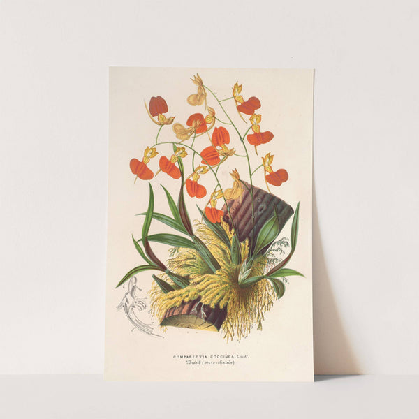 Comparettia coccinea by Charles Antoine Lemaire