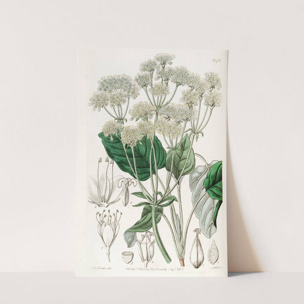 Compound Eriogonum by Sydenham Edwards