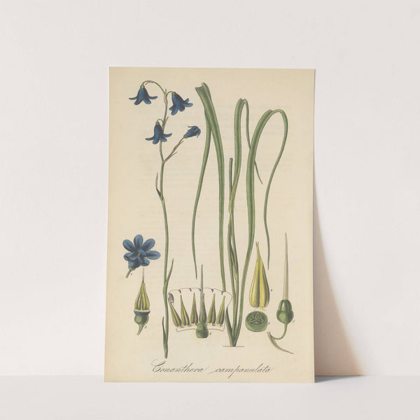 Conanthera campanulata by William Jackson Hooker