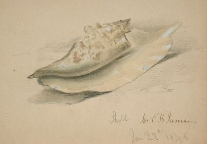 Conch Shell