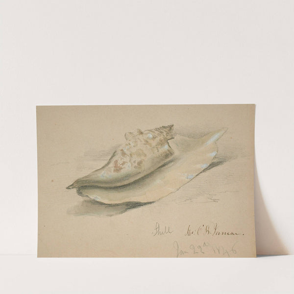 Conch Shell (1846) by John O'''Brien Inman