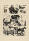 Concours agricole (1860)