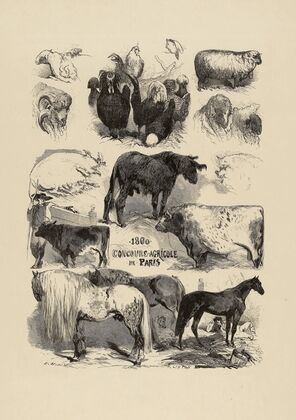 Concours agricole (1860)