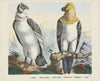 Condor (1829-1880)