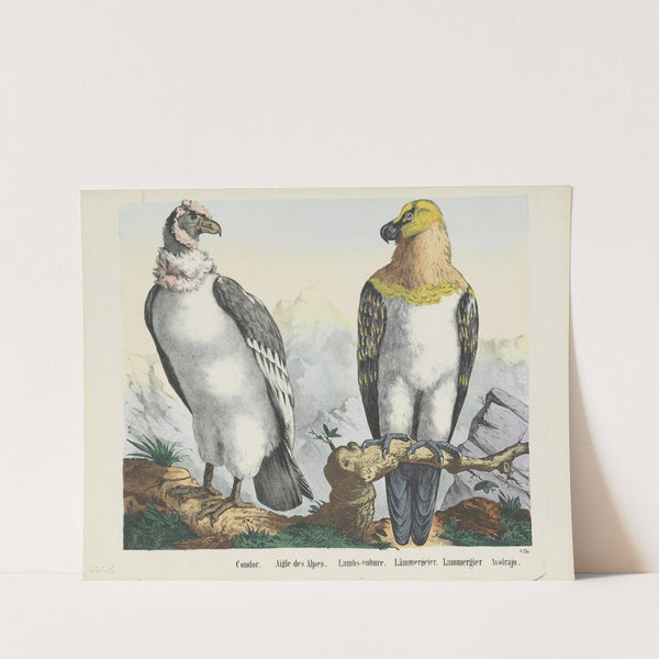 Condor (1829-1880) by Joseph Scholz