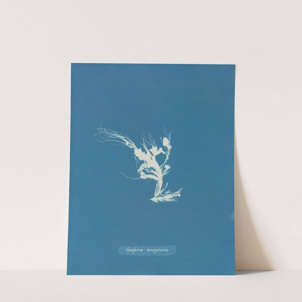 Conferva æruginosa (1843-1853) by Anna Atkins