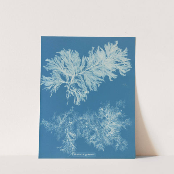 Conferva gracilis (1843-1853) by Anna Atkins