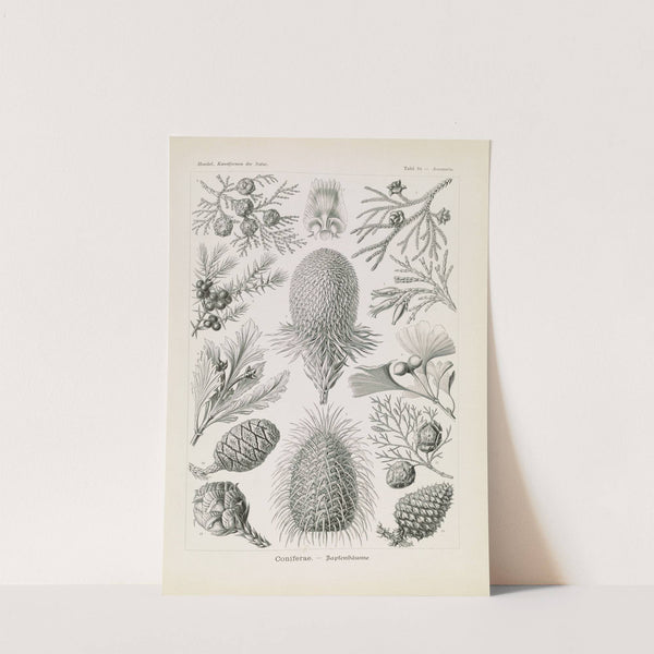 Coniferae. - Bapfenbäume by Ernst Haeckel