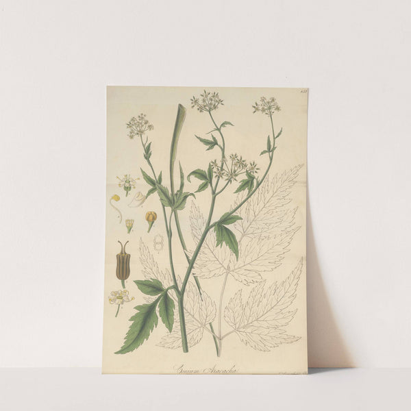 Conium Aracacha by William Jackson Hooker