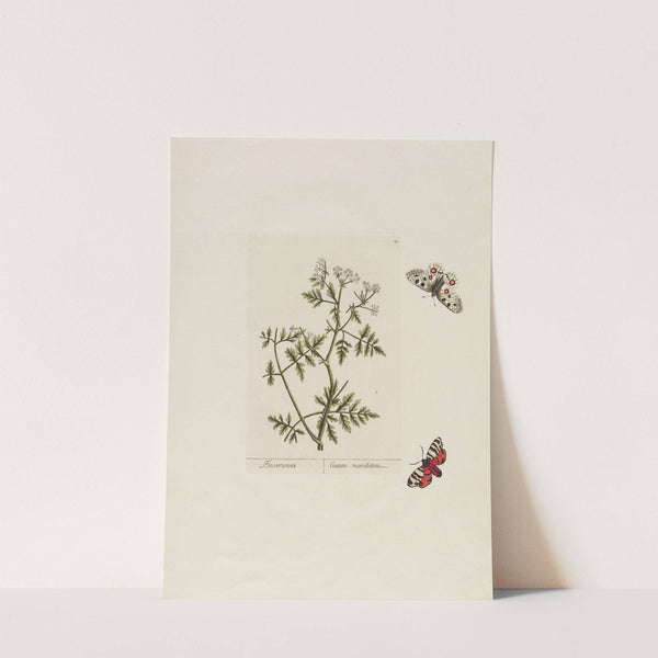 Conium maculatum (1797–1810) by Petr Martynovich Gofman