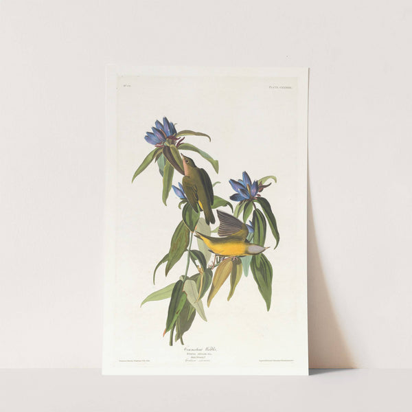 Connecticut warbler by John James Audubon